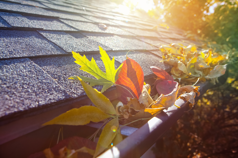 Colorful Fall Leaves