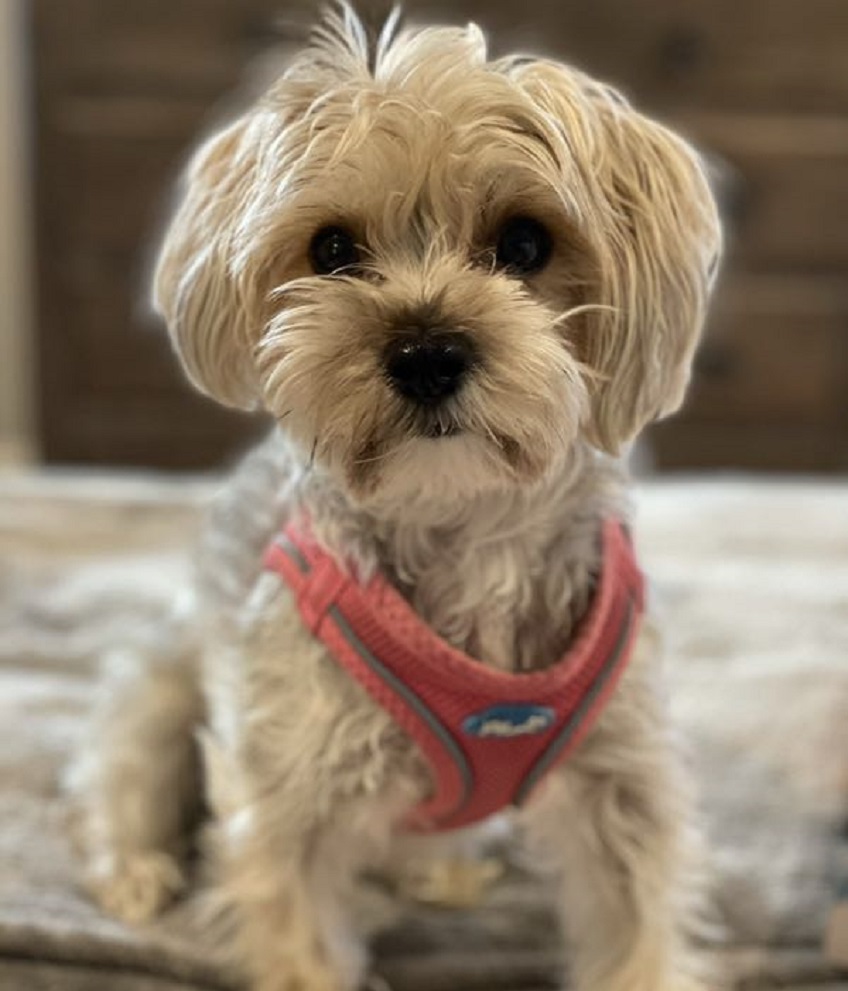 Sadie